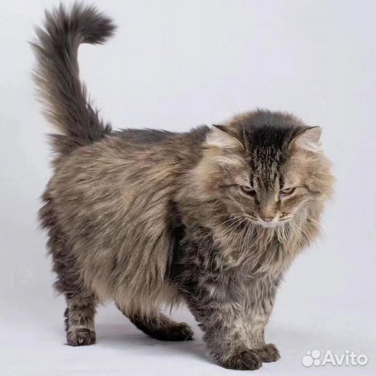 Пушистый Император ищет дом