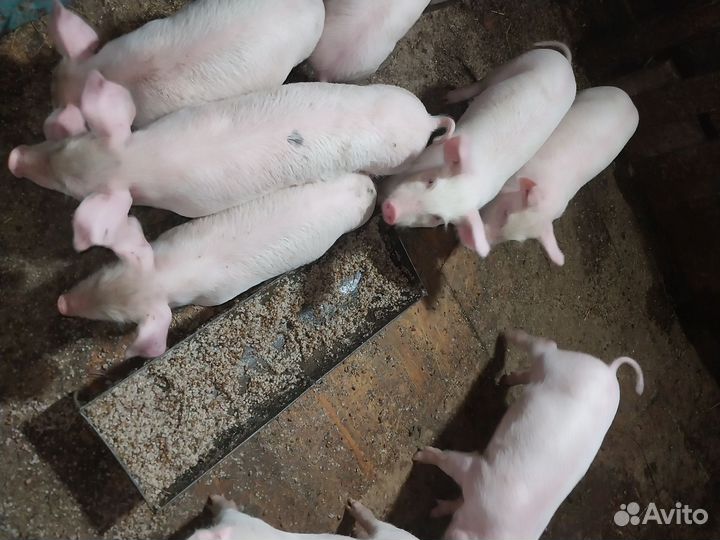 Поросята