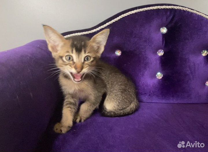 Абиссинский чаузи Радик