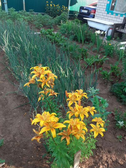 Дача 40 м² на участке 4 сот.