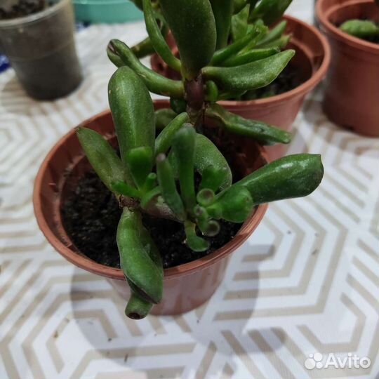 Крассула хоббит