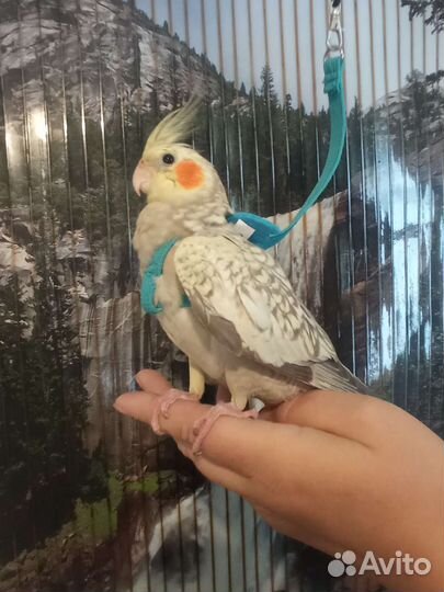 Супер ручные птенцы Корелла, говорящий, волнистый