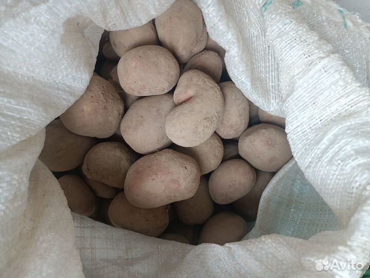 Щи зеленые,Картошка,Компот