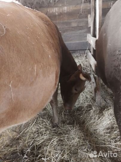 Корова дойная