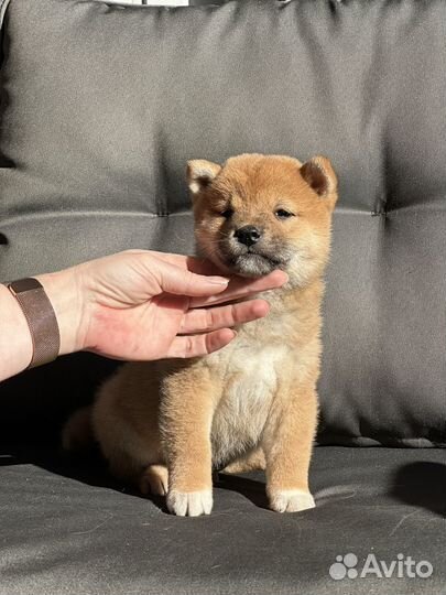 Малыш Сиба Ину