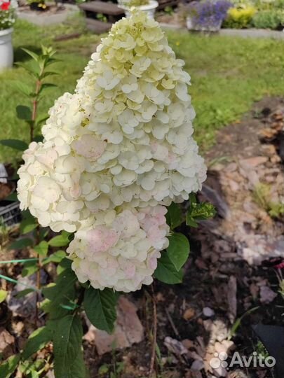 Гортензия метельчатая Sundae Fraise(Сандей Фрайз)