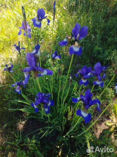 Ирисы крупные