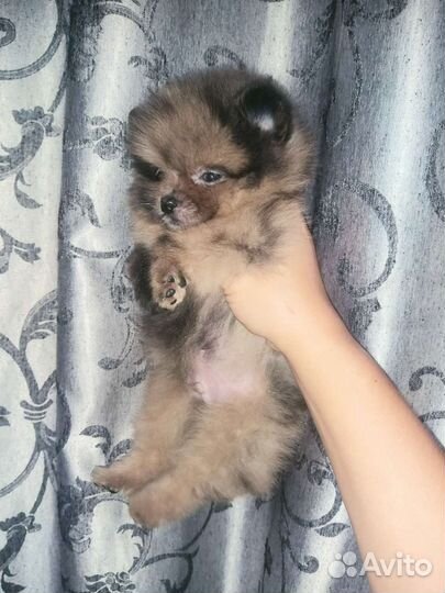 Мальчик мерле Померанский шпиц