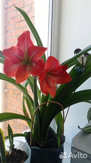 Гиппеаструм(амариллис)