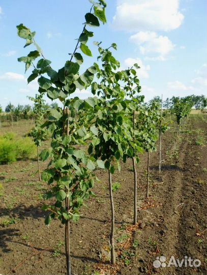 Липа саженцы, крупномеры