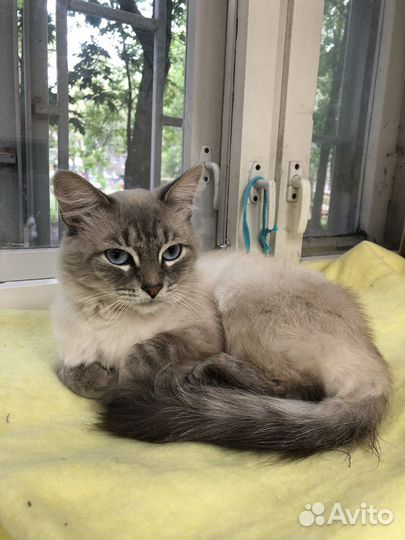 Невская маскарадная