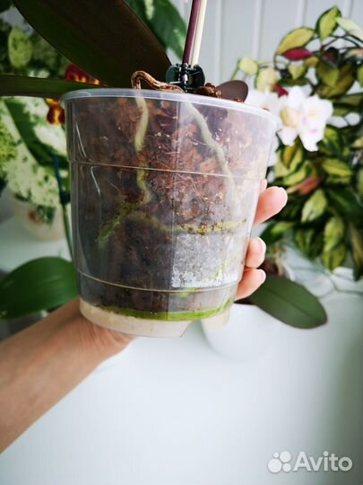 Орхидея Фаленопсис Miki Black Marble