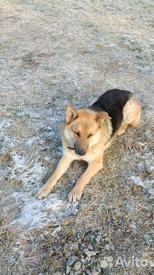 Метис овчарки