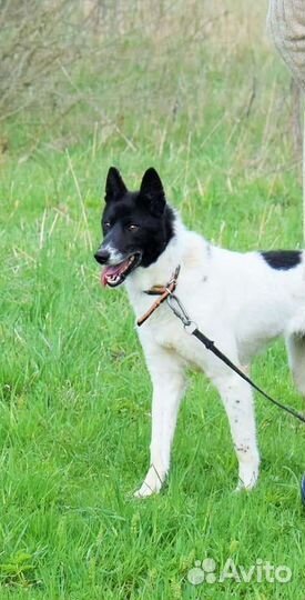 Собака метис лайки в добрые руки(девочка)