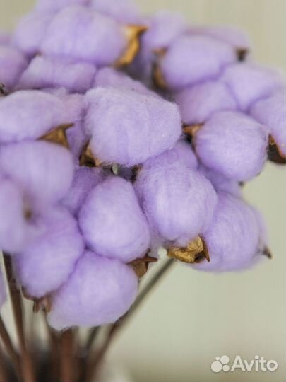 Сухоцветы хлопок букет