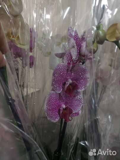 Дендробиум