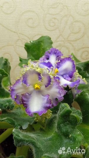 Сортовые фиалки