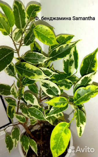 Фикусы. Укорененные черенки