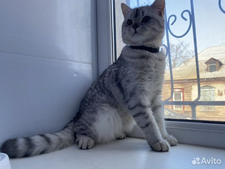 Кот для вязки шотландец