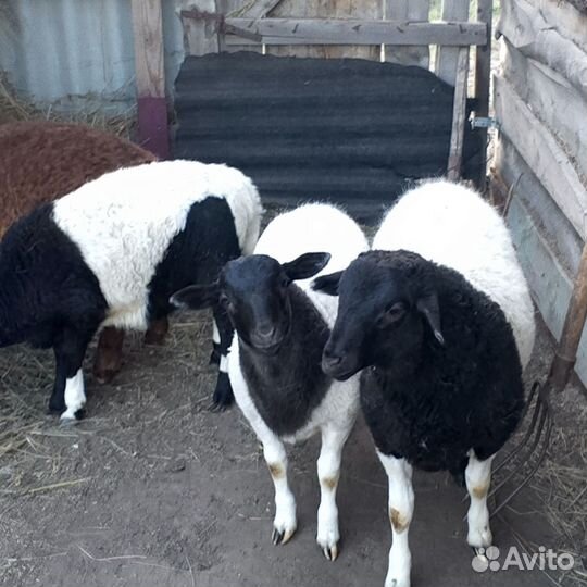 Бараны дорпер и обычные матки с ягнёнком