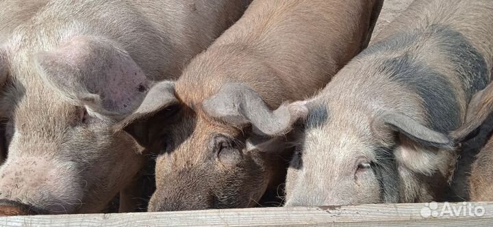 Свиньи на мясо