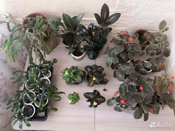 Комнатные цветы