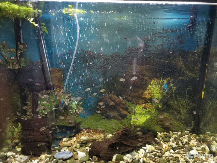 Въеха радужная - Аквариумные рыбки