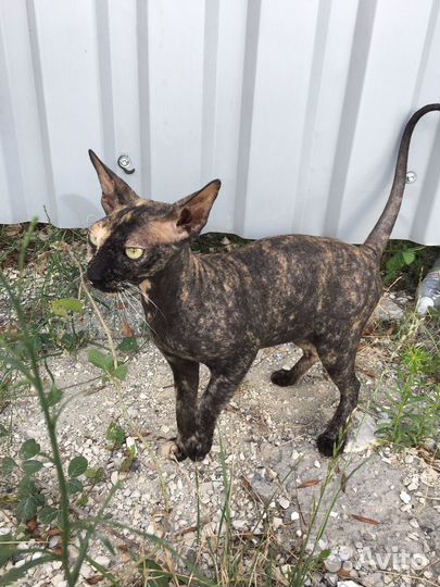 Кошка сфинкс