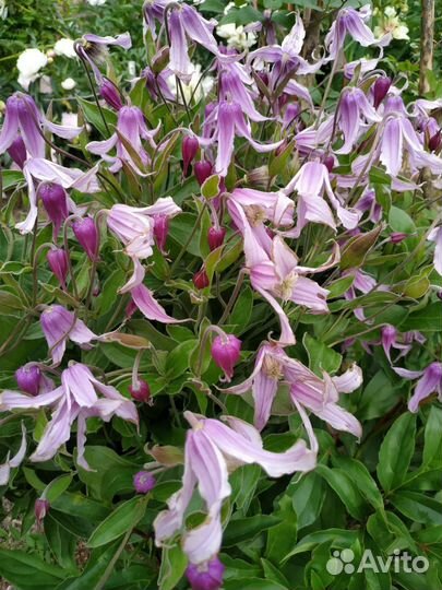 Растения для сада