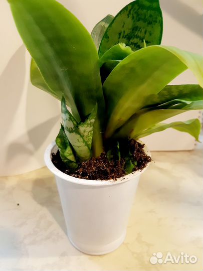 Сансевиерия ханни