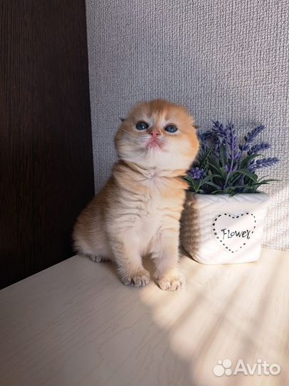 Шотландские котята
