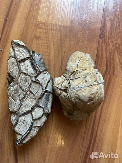 Септария камень