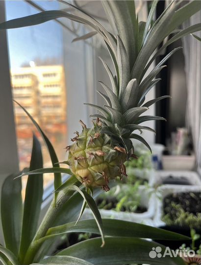 Мини ананас