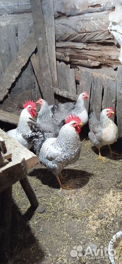 Петушок породистый