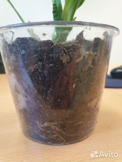 Молодая мильтония в горшке со вставкой