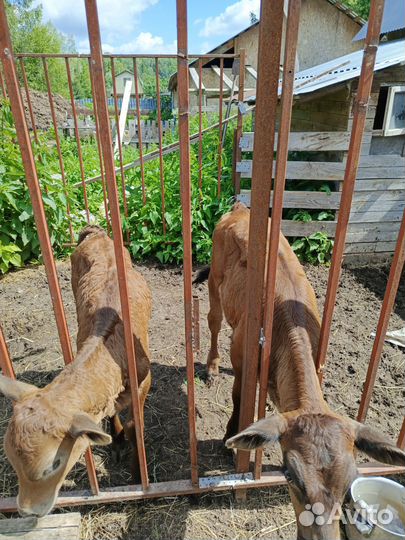 Телята, телка