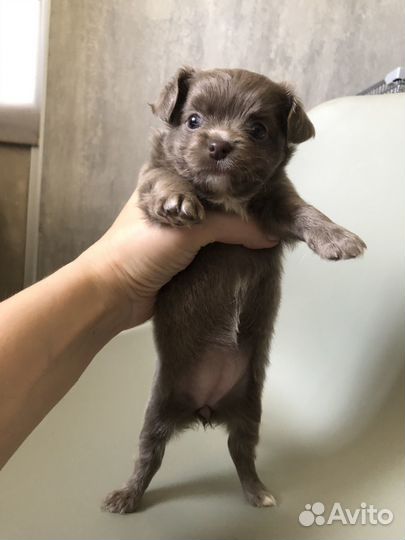 Чихуахуа девочка лиловая