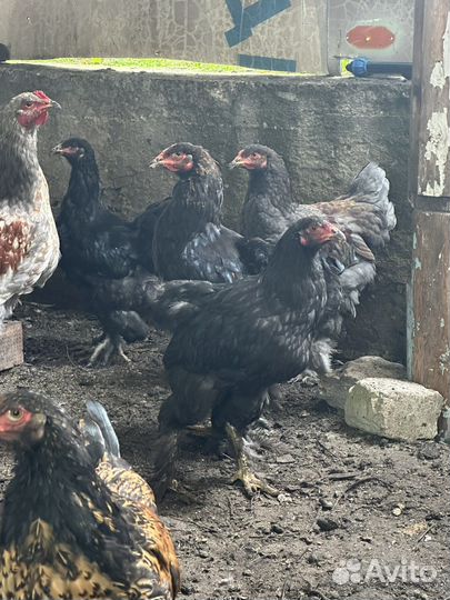 Циплята Брама