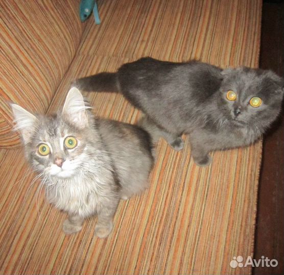 Передержка животных(зоогостиница)