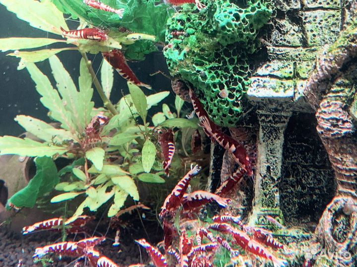 Креветки Galaxy Fishbone red (Caridina)