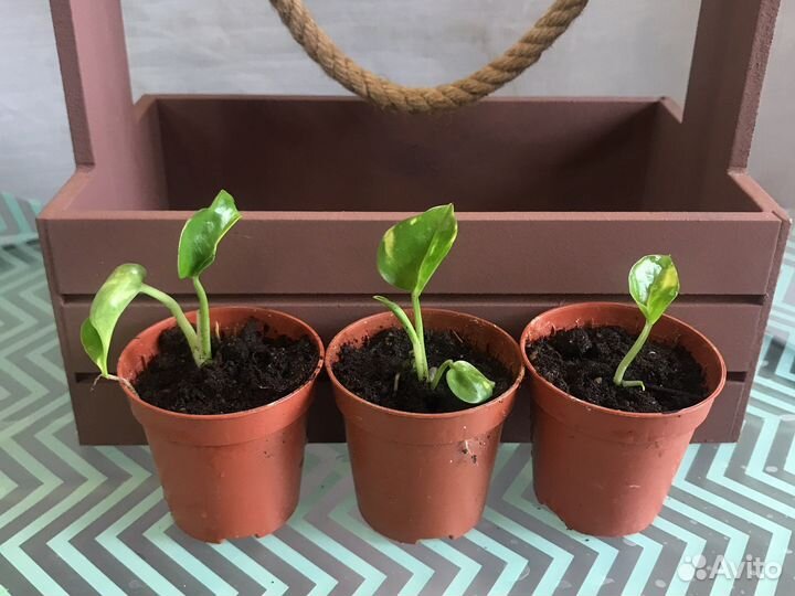 Сциндапсус укорененный