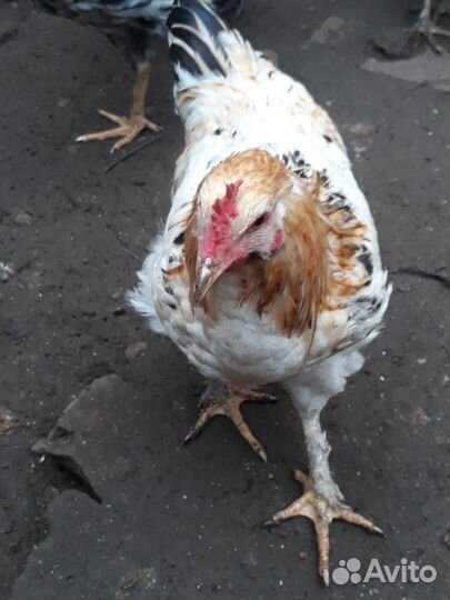 Молодые петушки