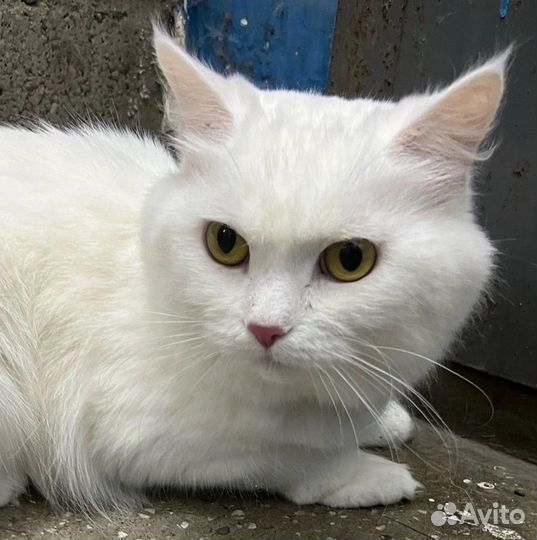 Турецкая ангора