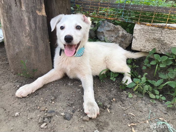 Умка. Щенок в добрые руки