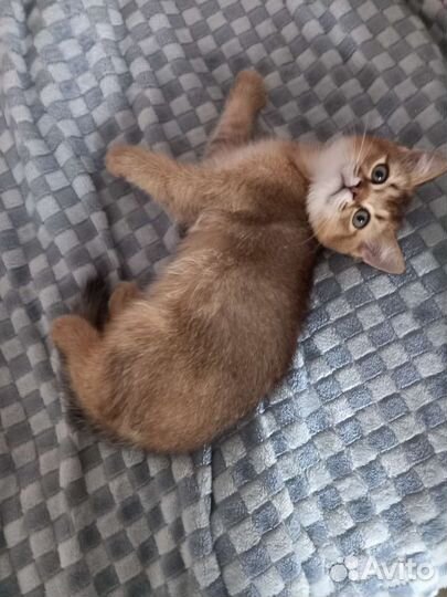 Британские котята