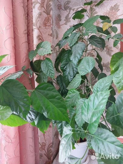 Гибискус китайская роза