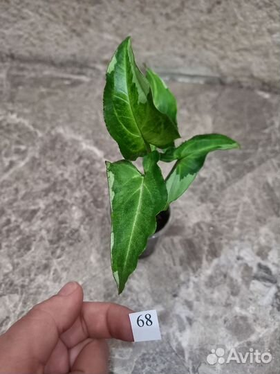 Сингониумы сортовые: