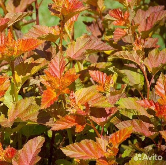 Саженцы многолетних декоративных кустарников