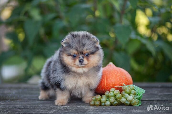 Шпиц мерле девочка