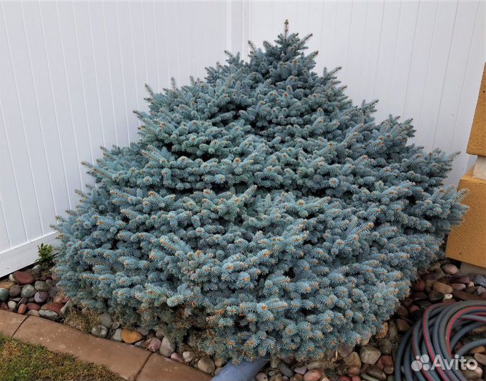 Ель Глаука Глобоза (Glauca Globosa)